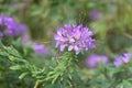Rocky Mountain bee-weed, Cleome serrulata, pink flowers Royalty Free Stock Photo